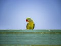 Green parrot sitting on a wooden sign. Behind him is the blue sky. It is a tropical paradise with summer weather Royalty Free Stock Photo