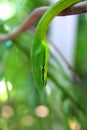 Green parrot snake Leptophis Ahaetulla Royalty Free Stock Photo