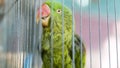 A green parrot trapped in a steel cage and staring at the camera