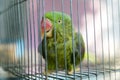 A green parrot trapped in a steel cage and staring at the camera