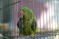 A green parrot trapped in a steel cage and staring at the camera