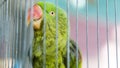 A green parrot trapped in a steel cage and staring at the camera