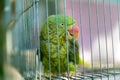 A green parrot trapped in a steel cage and staring at the camera