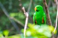 Green Parrot in Tree