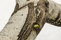 Green parrot in tree hole Royalty Free Stock Photo