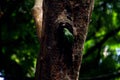Green Parrot on tree hole Royalty Free Stock Photo