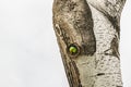 Green parrot in tree hole Royalty Free Stock Photo