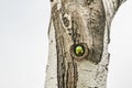 Green parrot in tree hole Royalty Free Stock Photo