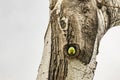 Green parrot in tree hole Royalty Free Stock Photo
