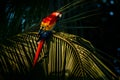 Green parrot in the tree leaves. Scarlet Macaw, Ara macao, in dark green tropical forest. Big red parrot in the nature habitat, Royalty Free Stock Photo