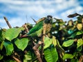 A green parrot bird. Bird of tropical rainforest large green parrot with orange beak feeds other. Close view of a parrot sitting o