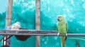 A green parrot waiting for food