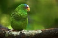 Green parrot White-fronted Amazon, Amazona albifrons, Belize