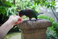 Green parrot, wildlife in Bali birds park Royalty Free Stock Photo