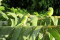 Green parrots on banana the tree