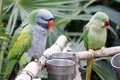 Green parrots