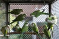 Green parrots Royalty Free Stock Photo