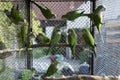 Green parrots Royalty Free Stock Photo