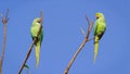 Green Parrots Royalty Free Stock Photo