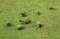 Green parrots on the grass in park of Madrid Royalty Free Stock Photo