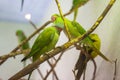 Green parrots