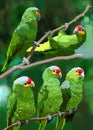 Green parrots in the jungle Royalty Free Stock Photo