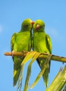 Green parrots lovely couple Royalty Free Stock Photo