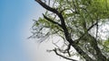 Green parrots Psittacula krameri have settled on a tree Royalty Free Stock Photo