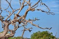 Green parrots are sitting on a death tree in the Yala Nationalpark