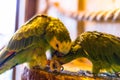 Green parrots sitting on a rope in an ornithological park.