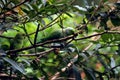 Green Parrots sitting on tree branches Royalty Free Stock Photo