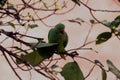 Green Parrots sitting on tree branches Royalty Free Stock Photo