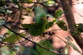 Green Parrots sitting on tree branches Royalty Free Stock Photo