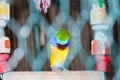 Green parrots that sleep in cages. Domestic bright bird in yellow, blue and green