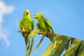 Green parrots on tree Royalty Free Stock Photo