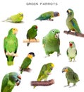 Green parrots on white Royalty Free Stock Photo