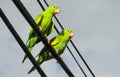 Green parrots on the wires