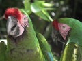 Green parrots