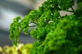 Green Parsely herb close up Royalty Free Stock Photo