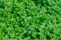 Green parsley