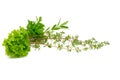 Parsley, Celery, Sage, Thyme, Rosemary, Lettuce, fresh spices isolated on white background Royalty Free Stock Photo