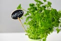 Green parsley herb with name plate in pot on table Royalty Free Stock Photo