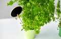 Green parsley herb with name plate in pot on table Royalty Free Stock Photo