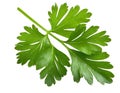 Green parsley leaf isolated on white background. Royalty Free Stock Photo