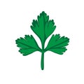 Green parsley leaf on a white isolated background. Vector image Royalty Free Stock Photo