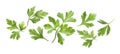 Green parsley leaves in air on white background Royalty Free Stock Photo