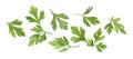 Green parsley leaves in air on white background Royalty Free Stock Photo