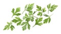 Green parsley leaves in air on white background Royalty Free Stock Photo