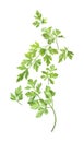 Green parsley leaves falling on white background Royalty Free Stock Photo