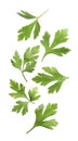 Green parsley leaves falling on white background Royalty Free Stock Photo